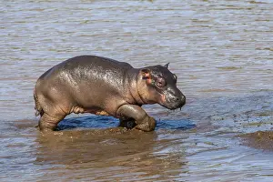 Hippopotamus: Juvenile hippopotamus (Hippopotamus amphibius) juvenile