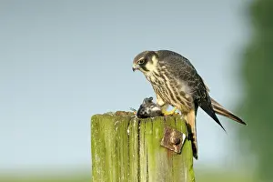 Delichon: Hobby