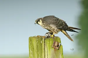 Delichon: Hobby