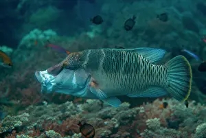 070321: Juvenile Humphead Wrasse yawning - Nudi Rock dive