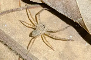 Sparassidae: Juvenile Huntsman Spider on leaf - Klungkung, Bali