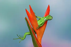 Comical: Juvenile Iguana lounging in red bromeliad, Florida