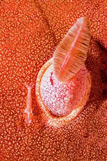 Imperator: Juvenile Imperial Cleaner Shrimp (Zenopontonia rex)