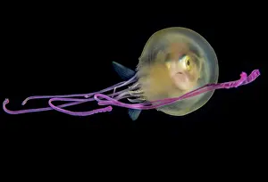 Vent: Juvenile jack taking refuge in a purple jellyfish