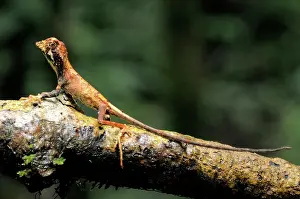 Agama: Juvenile Kangaroo Lizard