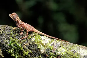 Agama: Juvenile Kangaroo Lizard