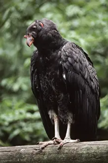Cathartidae: Juvenile King Vulture