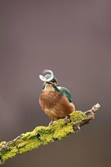 Alcedo: Juvenile Kingfisher (Alcedo atthis) with Common