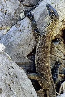 Manggarai: Juvenile Komodo Dragon in tree
