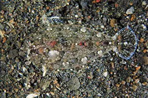 Flounder: Juvenile Largescale Flounder camouflaged on black