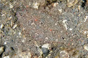 030822: Juvenile Largescale Flounder - Kubu, Tulamben, Karangasem Re