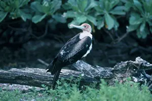 Frigate: Juvenile Lesser Frigatebird