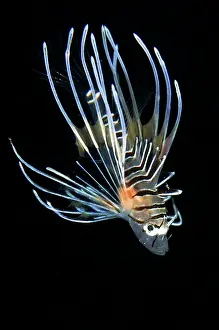Firefish: Juvenile Lionfish