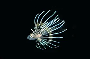 Firefish: Juvenile Lionfish