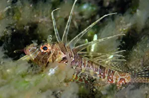 Melasti: Juvenile Lionfish - night dive - Melasti dive site