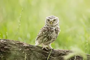Athene: Juvenile Little Owl (Athene noctua) foraging ne