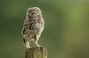 Athene: Juvenile Little Owl (Athene noctua) foraging wi