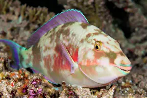 Longnose: Juvenile Longnose parrotfish (Hipposcarus harid)