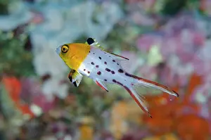 Banded: Juvenile Lyretail Hogfish