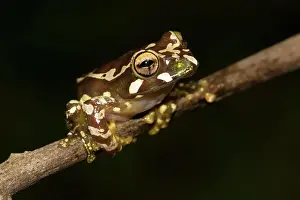 Madagascar: Juvenile Madagascar frog (Boophis roseipalmatus)