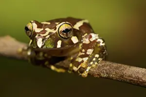Madagascar: Juvenile Madagascar frog (Boophis roseipalmatus)