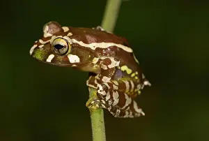 Madagascar: Juvenile Madagascar frog (Boophis roseipalmatus)