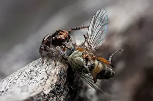 Volans: A juvenile male peacock jumping spider (Maratus