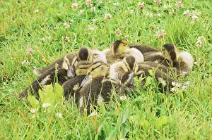 Mallards: Juvenile Mallards sleeping