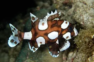 Sweetlips: Juvenile Many-spotted Sweetlips