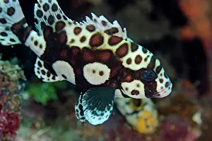 Sweetlips: Juvenile Many-spotted Sweetlips Makawide Slope dive