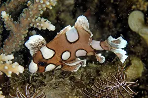 Sweetlips: Juvenile Many-spotted Sweetlips Wainilu dive site