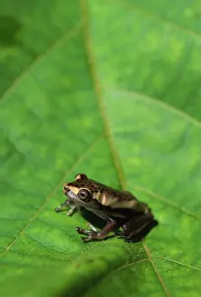 Geographica: Juvenile map treefrog