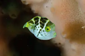 Saddle: Juvenile Mimic Filefish