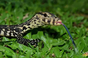 Rice: Juvenile Monitor Lizard