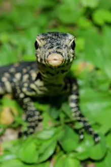 Rice: Juvenile Monitor Lizard