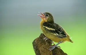 Icterus: Juvenile Northen Oriole