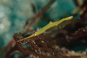 Pantai: Juvenile Ocellated Tozeuma Shrimp Pantai Parigi