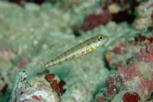 Goby: Juvenile Orange-dashed Goby