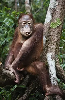 Makes: A juvenile orangutan (Pongo pygmaeus) makes a f