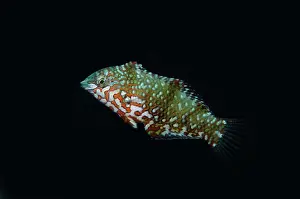 Striped: Juvenile Ornate Wrasse