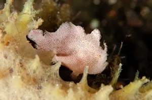 Sponge: Juvenile Painted Frogfish