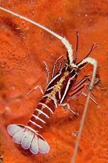 Sponge: Juvenile Painted Spiny Lobster