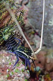 Lobster: Juvenile Painted Spiny Lobster - night dive -