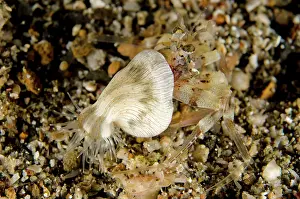 Pantai: Juvenile Pale Anemone Hermit Crab on black sand