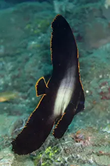 Juvenile Pinnate Spadefish