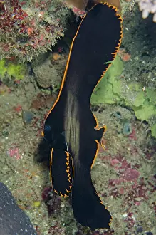 Spadefish: Juvenile Pinnate Spadefish with disctinctive gold