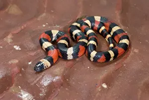Lampropeltis: Juvenile Pueblan Milk Snake