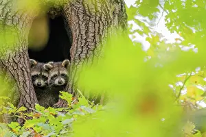 Lotor: Two juvenile raccoons (Procyon lotor) looking ou