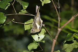 Cincta: Juvenile rare Stitch bird / Hihi