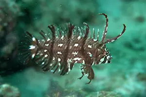 Mollucas: Juvenile Rockmover Wrasse